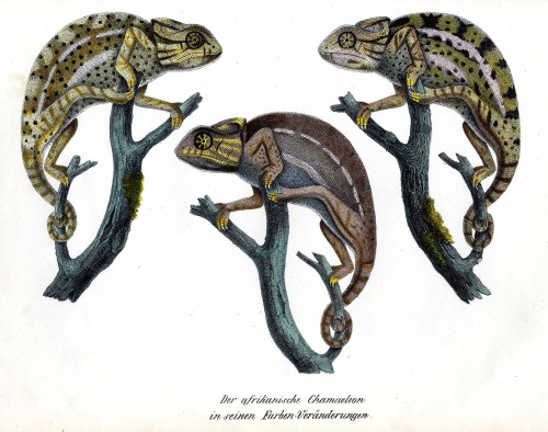 Heinrich R. Schinz, African chameleon, changing his colors. From Naturgeschichte und Abbildungen der