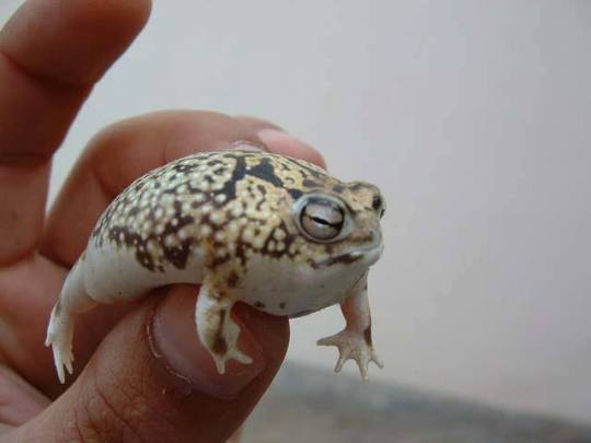 robert-the-redhead-lover: ultra-frog:  gitblog-monster:  tinysaurus-rex:  frogsuggest:  friend of the day!meet handsom roundboy desert rain frog! he lick! he yell! he round! he grump! he squish! he run! gone! goodbye!!!!  And I’ll love him forever 