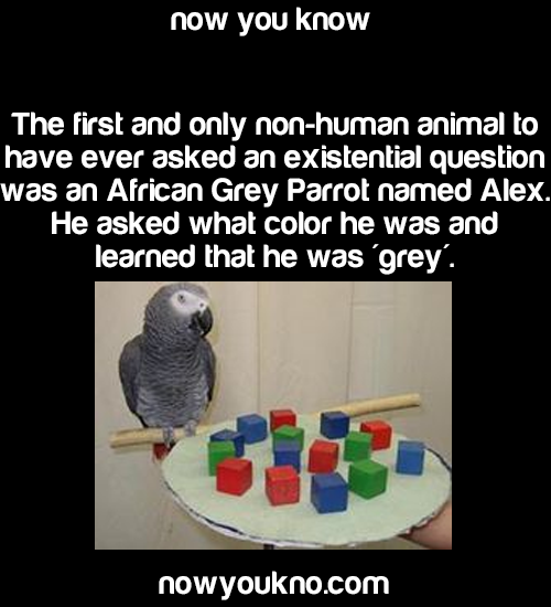 merrywanderer:  incidentalpiratess:nowyoukno:greenvvhore:nowyoukno:Source for more facts follow NowYouKno   did koko never ask anything?  Koko, as well as the other Gorillas that were taught sign language, don’t ask the same types of questions. They