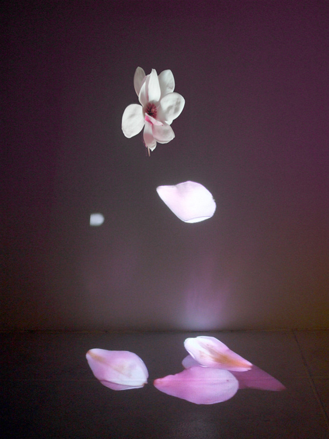 novr:  Courtney EganSoft Spots (Japanese Magnolia)2008Standard definition video projection,