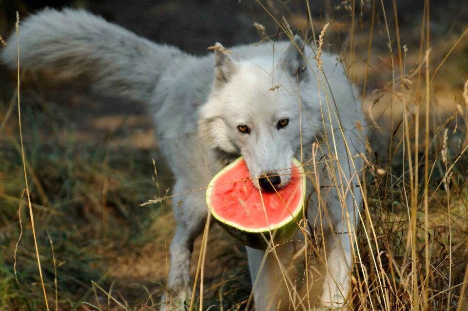 8bitmickey: Pictures of wolves eating watermelons has quickly become my new aesthetic.