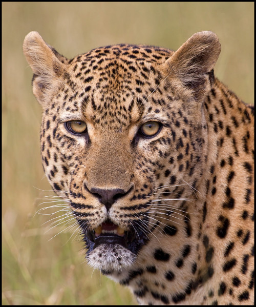 Bendhur llbwwb: (via 500px / Leopard - Eye to Eye by Sven-Olaf Arp)