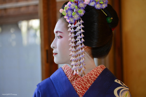 Bellflower kanzashiIn September kanzashi are modeled after the Chinese bellflower. It blooms in late