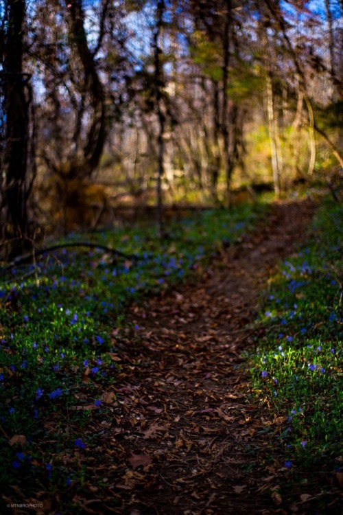 mountainbro: A Springtime Scene. - From the mountains of Virginia.