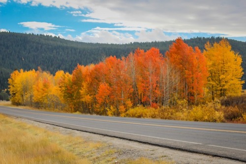 grandtetonpark:Do you need some Autumn Splendor?I headed for the Tetons this past weekend, looking f