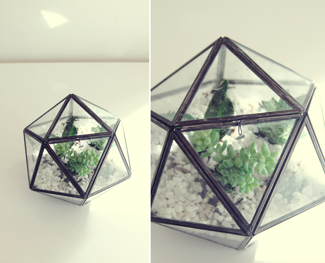 helloyounglionsxo:  I make and sell terrariums as a little hobby that makes me happy