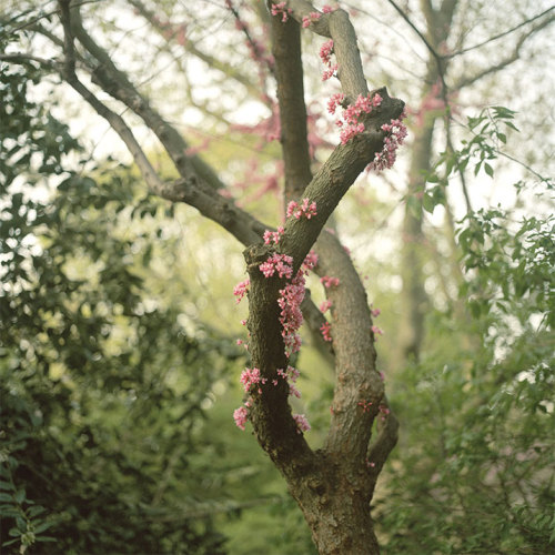 bobbycaputo:  Spring Has Sprung New York City-based photographer Darcy Rogers makes lovely, sweet images of oceans, beaches, spaces and personal objects in square format. She’s also been photographing blossoming branches in spring sunlight. Her series,
