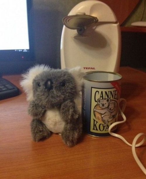 bluebirdsonawire:one-handsome-devil:pr1nceshawn:What Canned Koala looks like…I WANT TWELVE.  Hahahahahaha