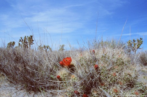 Honey you’re a flower, you don’t need to be shyhttps://www.youtube.com/watch?v=wLIfUJcq0nsThe Mojave