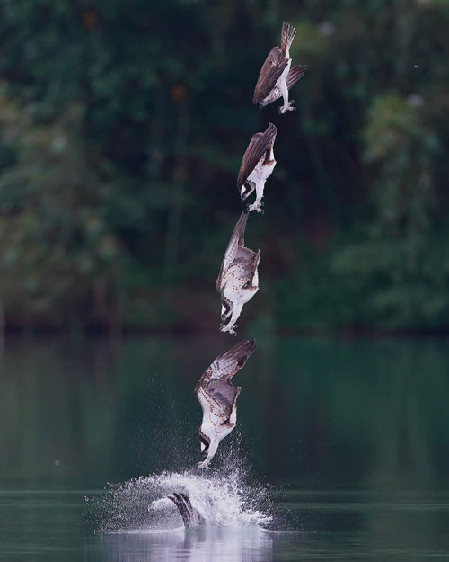 the-awesome-quotes:Photographer Chen Chengguang’s Photos Of Ospreys In Hunting Mode Show How Calcula