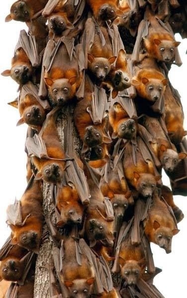 marcida:  Photo Challenge Day 2: Wing-Time Red flying Foxes stucked up together on a tree.