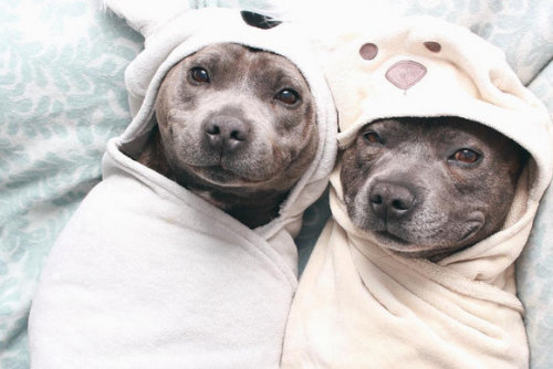 ughbandmembers: elgugol: Pitbulls in jammies i feel blessed