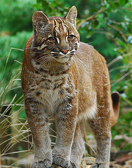 daughter-of-the-red-land:  chinon: bunjywunjy:  crystallinecrow:  slusheeduck:  im-fairly-whitty:  fizzy-dog:  i love cats you have long cat (serval) ear cat (sand cat) small evil cat (black footed cat) spherical cat (pallas cat) cat who probably watches