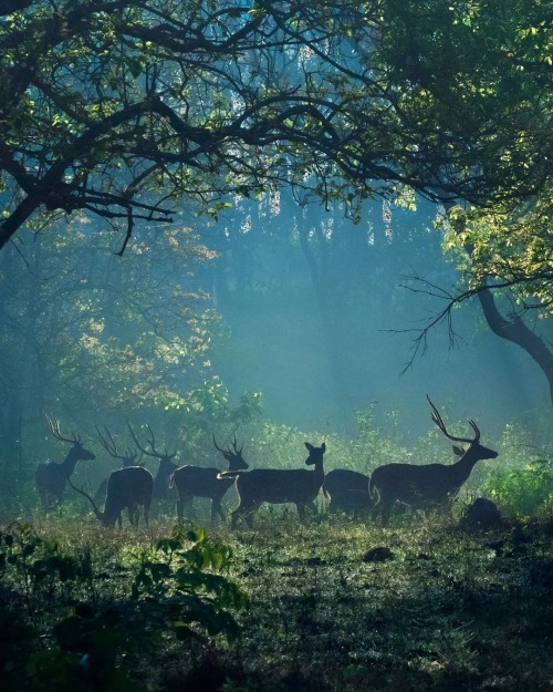 maureen2musings: …under the Elder treesshaazjung