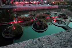 scavengedluxury:  Barbican lake. London, October 2015.  