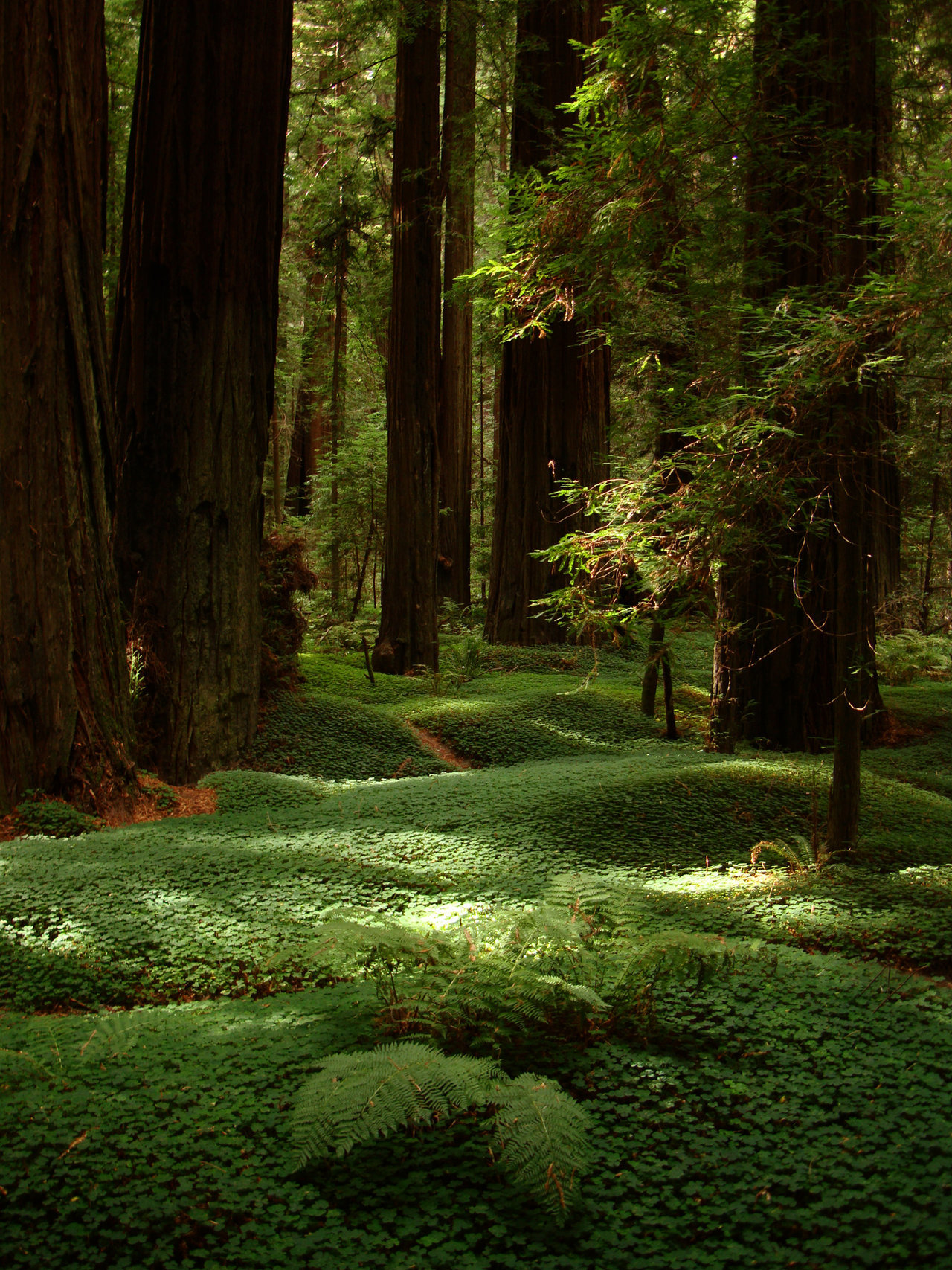 Lord of the Rings Scenery — Fangorn Forest - California
