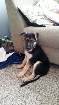 awwww-cute:  Meet our new german shepherd,