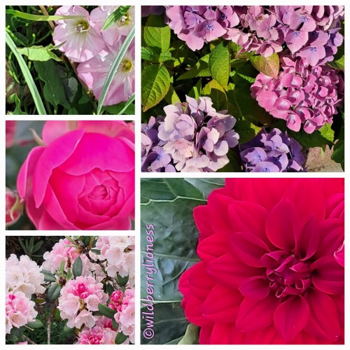 A Collage Of Flower Pictures The I Took Other The Past Months.