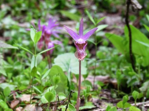 Hello, gorgeous! This is my most favorite wildflower Calypso Orchid, Calypso bulbosa (Orchidaceae). 