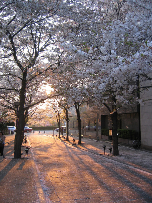 ethertune:  Sunlight through the cherry blossoms, Gion, Kyoto (By Ben King) 