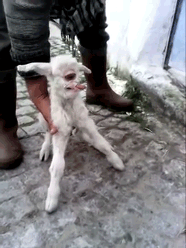 strangebiology:  Living cyclopic baby goat. Usually animals with cyclopia (or its