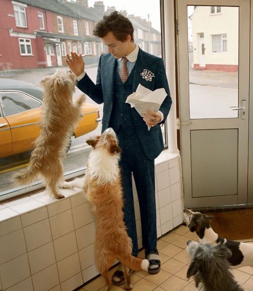 harrystylesdaily: Harry Styles for the A/W 2018 Gucci Tailoring Campaign. Photography by Glen Luchfo