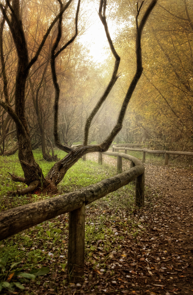 woodendreams:  (by Zú Sánchez) 