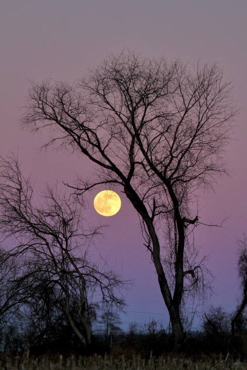 highways-are-liminal-spaces:The last full moon of the year, rising over an empty corn fieldTaken Dec