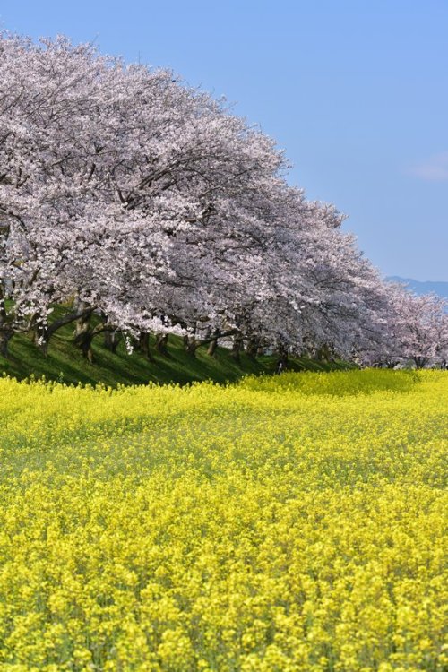 norisunorin: 奈良県　藤原宮跡  Nara Cherryblossom