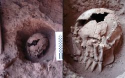 mama-macabre:  A 9,000 year old decapitated skull with severed hands covering the face unearthed in Brazil.