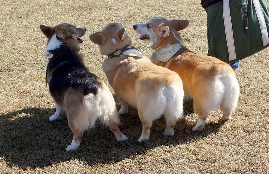 omelettethecorgi:  Butts. stubbiethecorgi bebopthecorgi