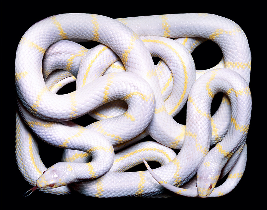 personsuit:   grace-from-dogville:  &ldquo;Serpens&rdquo; by Guido Mocafico