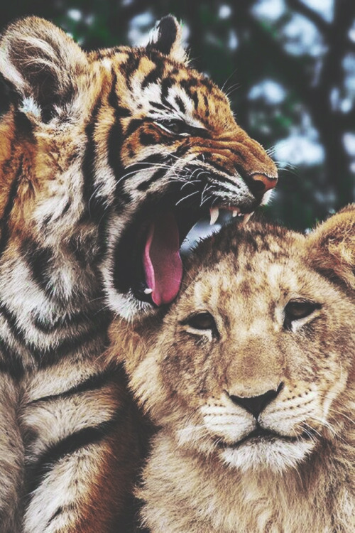 envyavenue:  Lion Cub, Tiger Cub by Jan-Nor