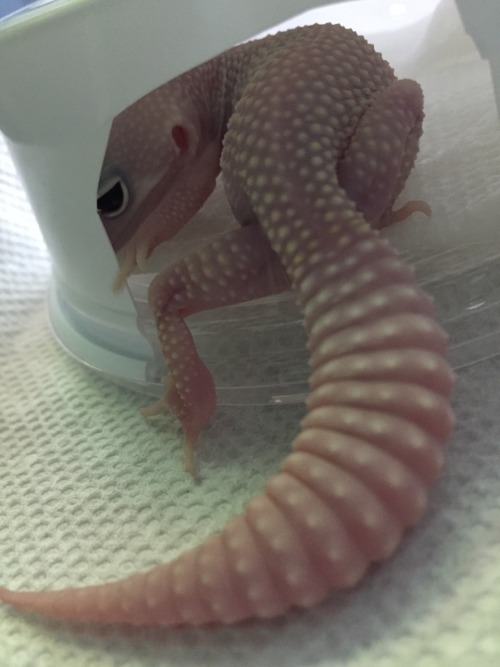 thisisasnake:She seemed like she was doing something important but when I went to investigate she ju