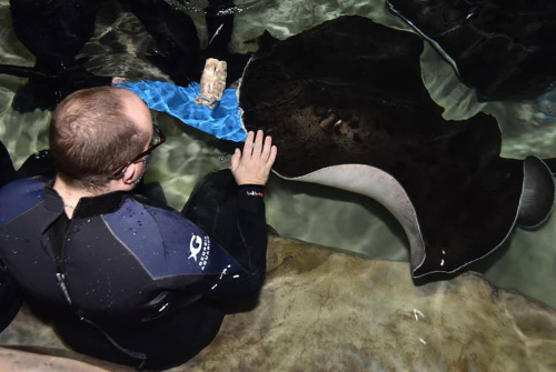 For my birthday this year my husband got us a Shark and Ray Immersion Encounter at the Georgia Aquar