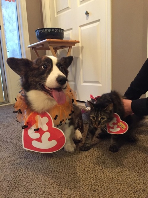 deliriouslycorgi:Happy hooooowwwllleen from my TY babies!!