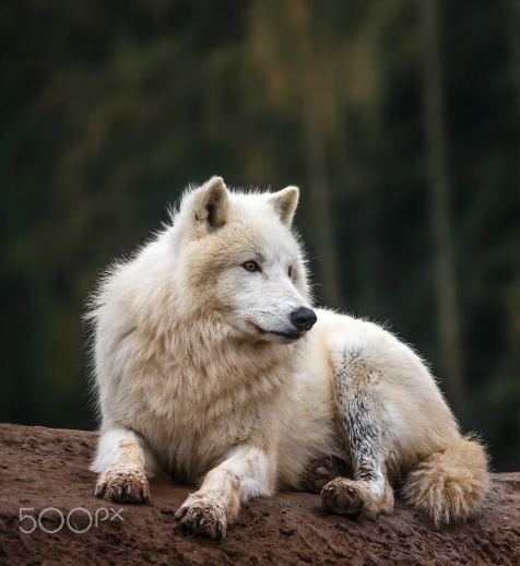 wolfsheart-blog:  Arctic Wolf by Josef Svoboda