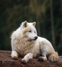 wolfsheart-blog:  Arctic Wolf by Josef Svoboda