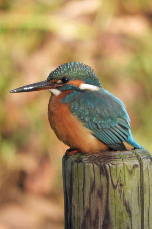 birdmemorandum:  カワセミ。 Common Kingfisher.