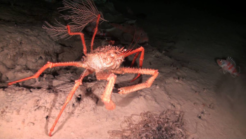 realmonstrosities:Paromola cuvieri is a species of crab belonging to a group known as carrier crabs.