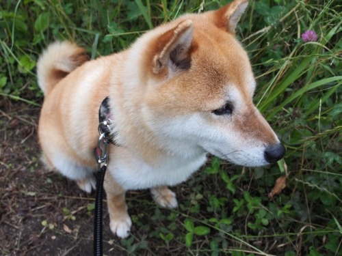 shibainu-komugi:今日の柴犬の小麦さん #shiba #dog #komugi #柴犬 #shibainu #柴犬の小麦さん