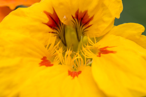 pragmaculture:nasturtium flowers 
