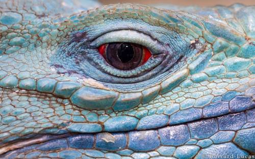 The Beady Eye Of A Beautiful Blue Iguana, Grand Cayman Island.