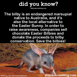 did-you-kno:  The bilby is an endangered marsupial native to Australia, and it’s also the local alternative to the Easter Bunny. In order to raise awareness, companies sell chocolate Easter Bilbies and donate the proceeds to bilby conservation. Save