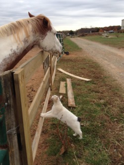 dressagexstrong:  amnos-for-dream:  So one of our barn cats LOVES visiting with the horses.  this makes me ridiculously happy 