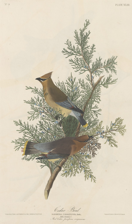 Cedar bird. From John James Audubon’s Birds of America, circa 1827-1830.