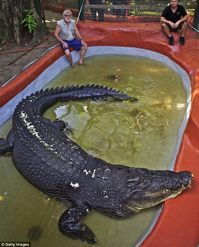 largest crocodile in the world gustave