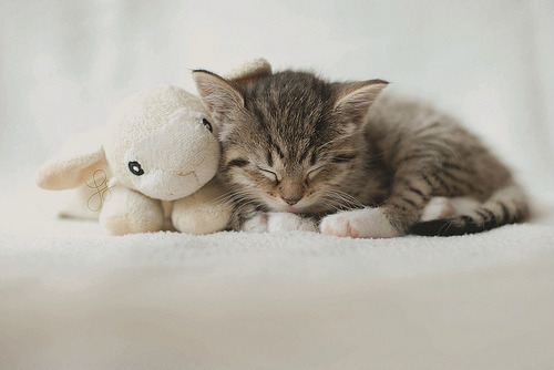 Kitten with his sheep