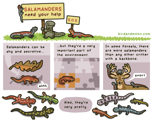birdandmoon:  Here’s a new comic about saving our amphibian pals! Learn more at PARC. Thanks to An Martel’s work and the Lips Lab for their help. (Any inaccuracies are my own.)