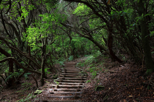 Levada dos Cedros, Madeira islandby Ricardo Pestana